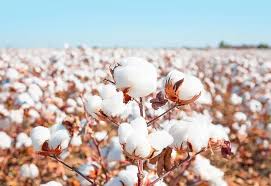 cotton