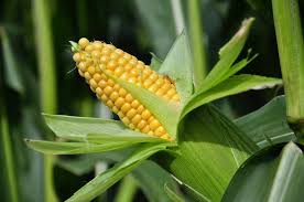 maize